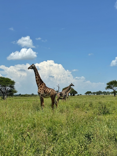       Giraffes in the savannah under a bright sky.
  