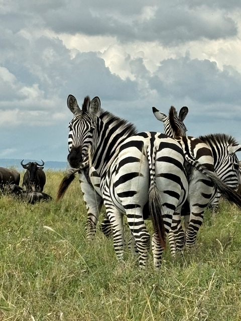       Zebras and wildebeest grazing in the savannah.
  