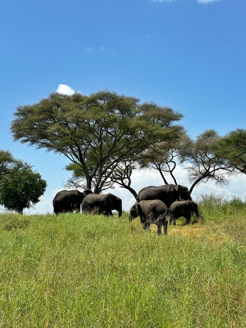 Elephants grazing under a large tree.