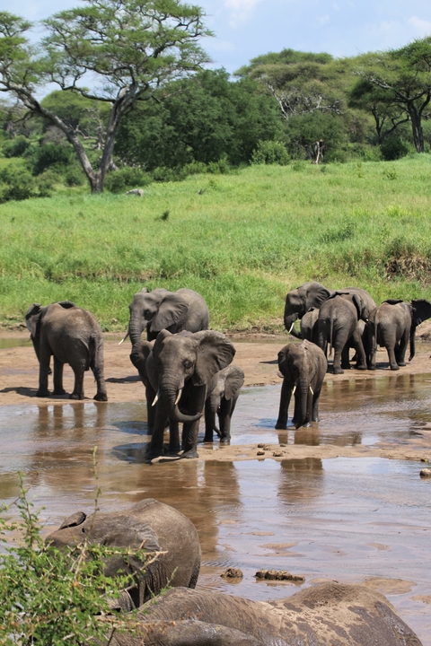       Herd of elephants near a water source.
  
