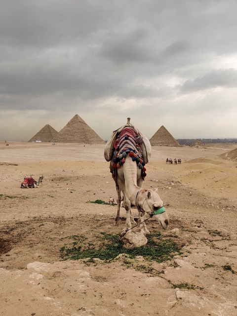 Camel near the Pyramids of Giza.