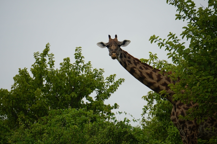       Giraffe peering through the trees.
  