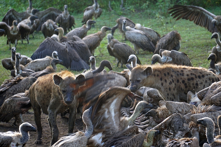       Hyenas and vultures gathered around a carcass.
  