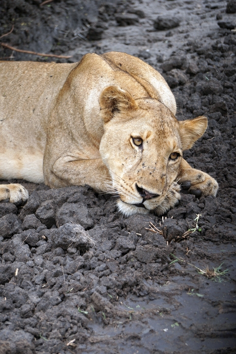       Lioness resting on rocky terrain.
  