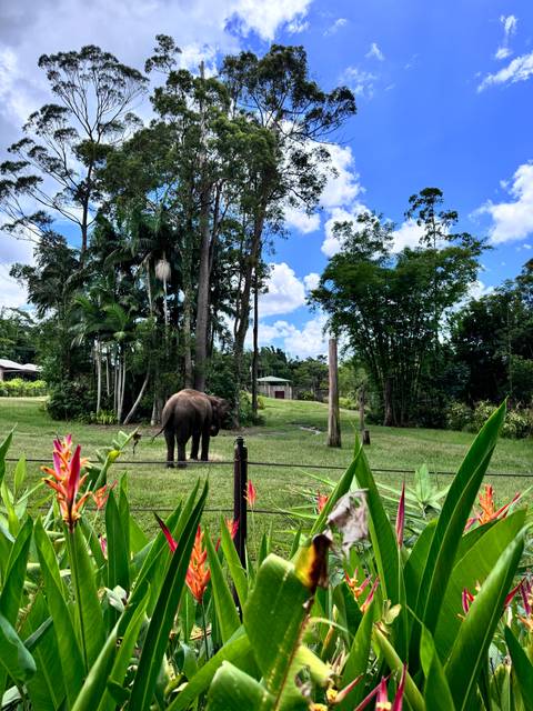 Elephant in a grassy area within a park.