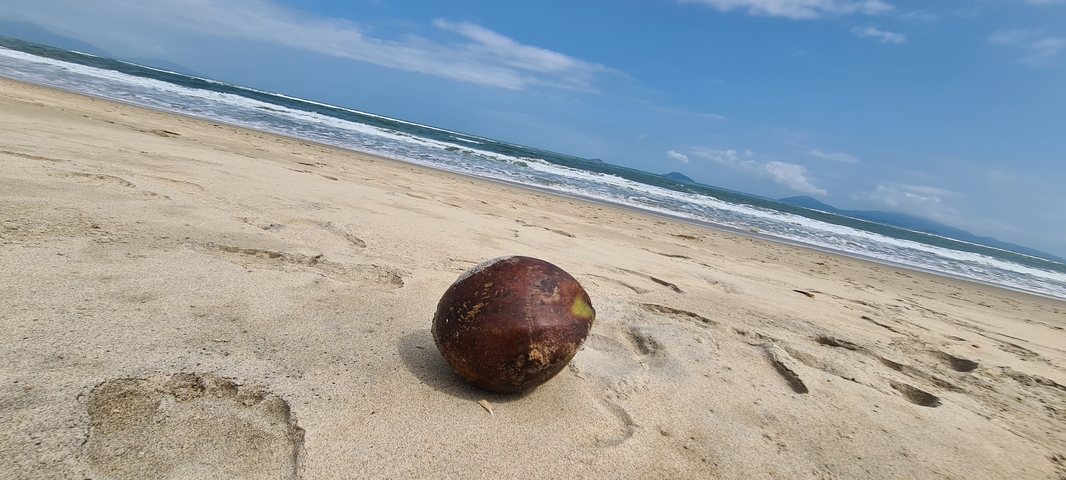       Coconut lying on a sandy beach with waves approaching.
  