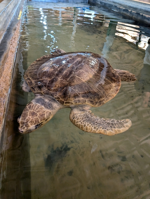 Close-up of a turtle swimming in clear water.