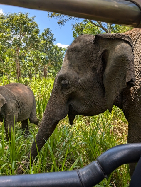 Close-up of elephants grazing in a natural setting.