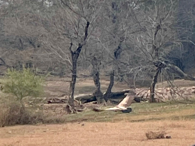 A blurred image of a bird flying in a dry landscape.