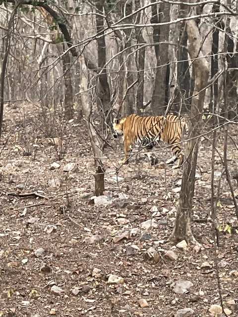 A tiger walking through a forested area.