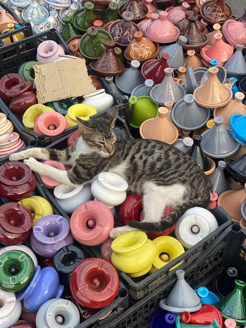 A cat resting on colorful pottery.