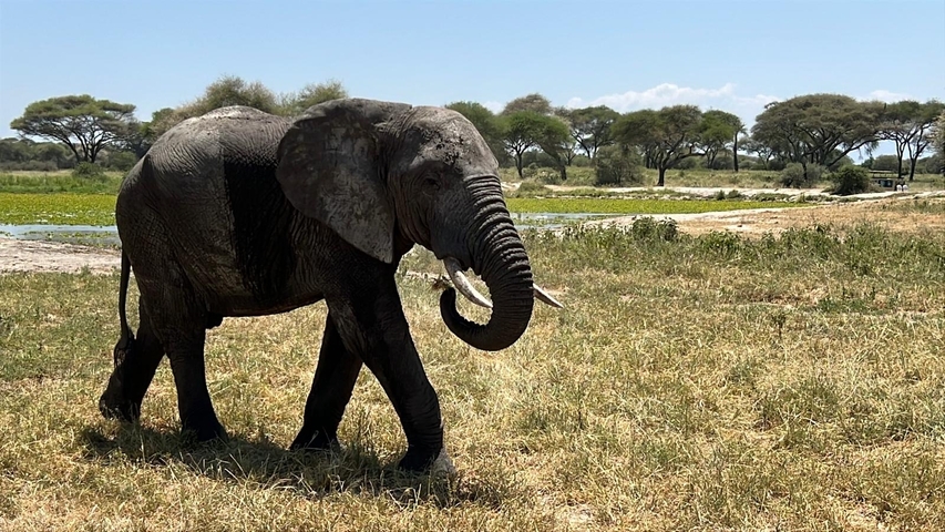 Elephant walking across a grassy plain.