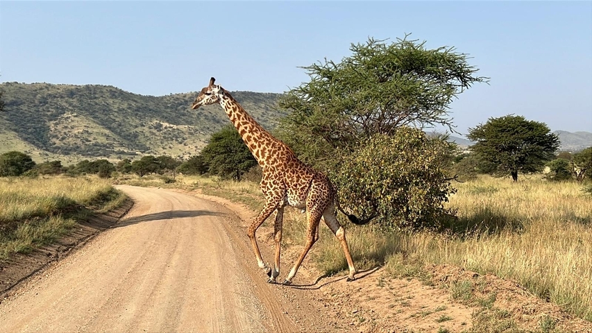 Giraffe crossing a dirt road in a savannah landscape.