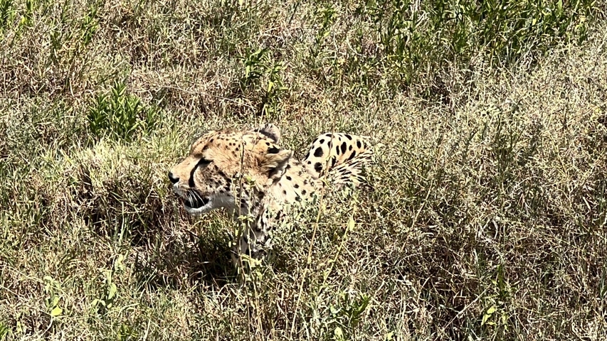 Cheetah resting in the grassy savannah.