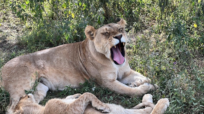 Lions resting in the shaded grasslands.