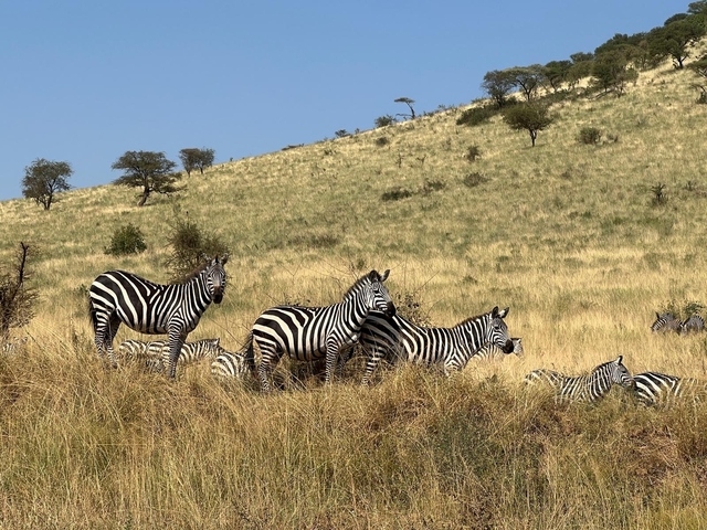 Zebras in the grasslands under a clear sky.