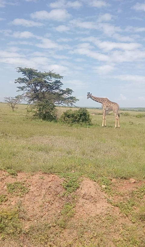 4 Days Masai Mara and Lake Nakuru Midrange Safari customer review photo 