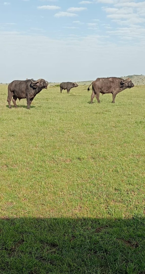 4 Days Masai Mara and Lake Nakuru Midrange Safari customer review photo 