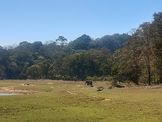       Forest with an elephant in the distance
  