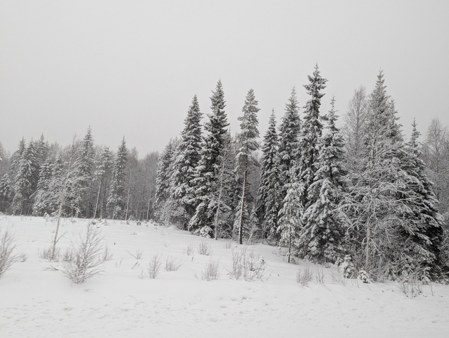 Snow-covered forest with tall trees.