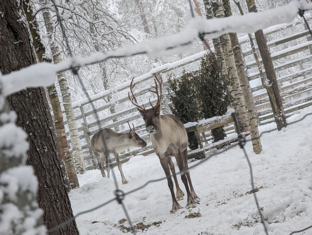 Reindeer in a snowy pen with trees around.