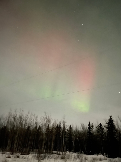       Aurora lights above a forest with visible stars.
  