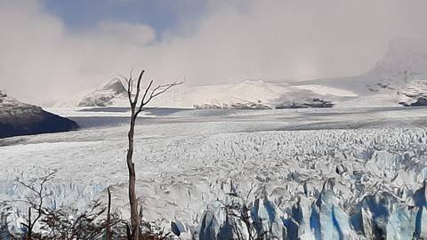 A close-up of a glacier with a dry tree in the foreground.