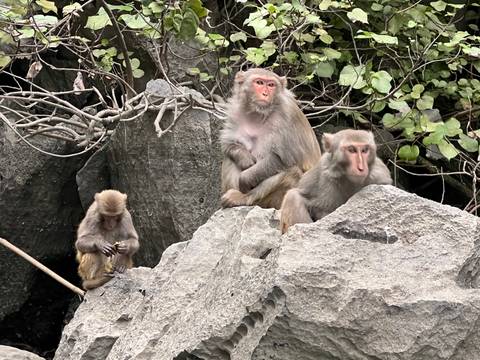       A group of monkeys sitting on rocks in a natural setting.
  
