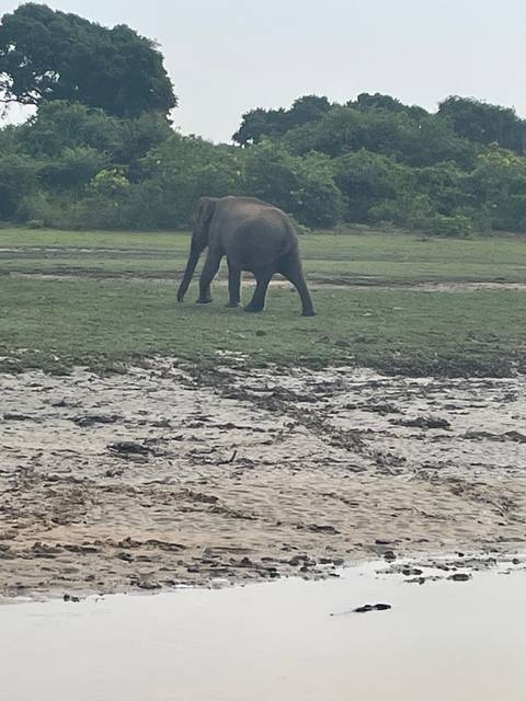       Elephant walking in a grassy landscape.
  