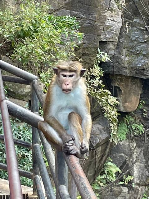       Monkey sitting on a stair railing.
  