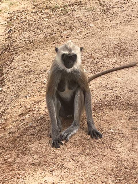 Monkey sitting on sandy terrain.