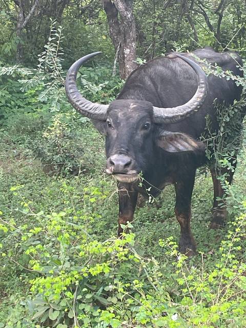 Close-up of a water buffalo eating greenery.