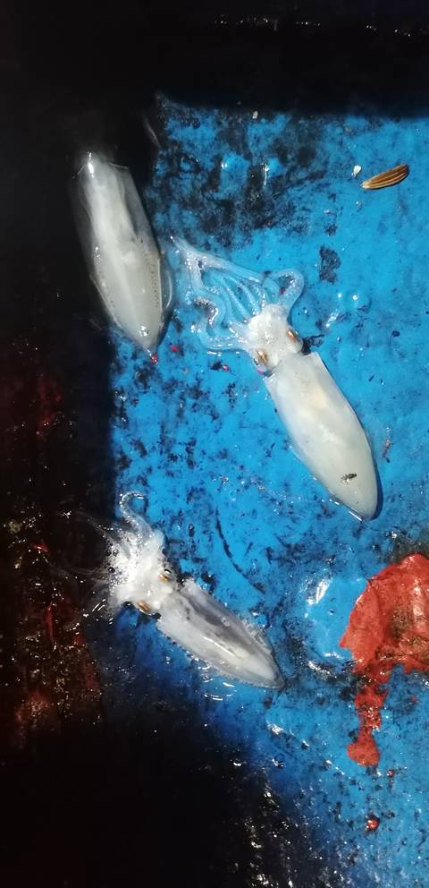 Squid on a blue surface, possibly on a boat.