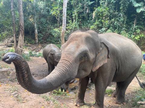 Close-up of two elephants in a forest setting.