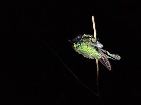 A close-up of a green and black hummingbird on a twig at night.
