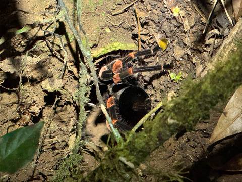 Close-up of a tarantula in a dense jungle setting.