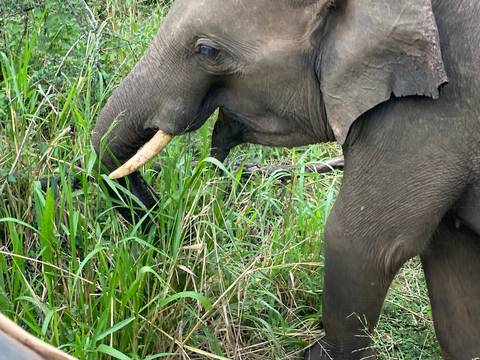 Elephant feeding on grass in a natural setting.
