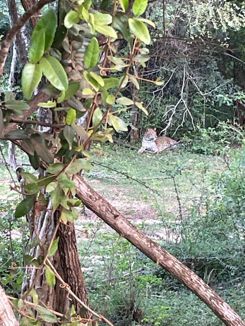 Leopard resting in the shade, partially concealed by foliage.