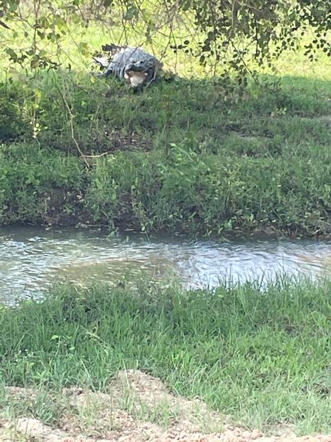      Unclear view of a stream surrounded by grass.
  