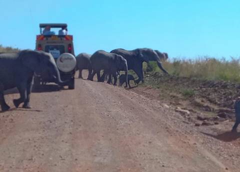       Elephants crossing a dirt road near safari vehicles.
  