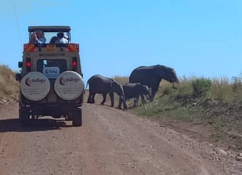       Elephants walking alongside a safari vehicle.
  