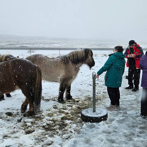       People interacting with Icelandic horses in snowy weather.
  