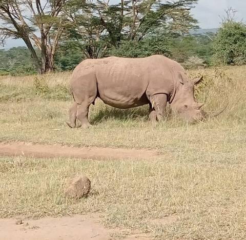 Grazing rhinoceros in a grassy field.