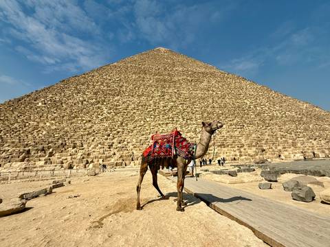       A camel in front of a pyramid.
  