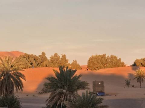 Sand dunes with trees and shadows at sunset.