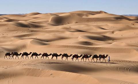A camel caravan crossing the sandy dunes.