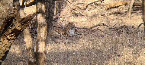 Leopard lying in a shaded area in the forest.