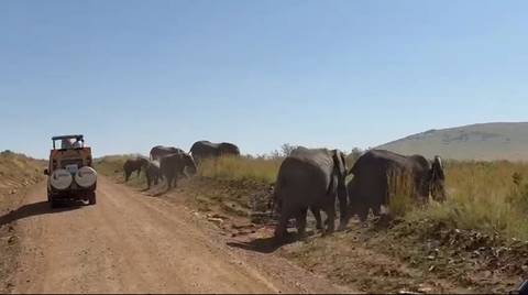 Elephants walking on a dirt road with a safari vehicle nearby.