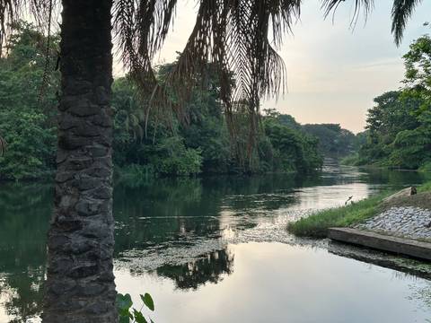       Tranquil river with lush greenery and a single tree in the foreground.
  