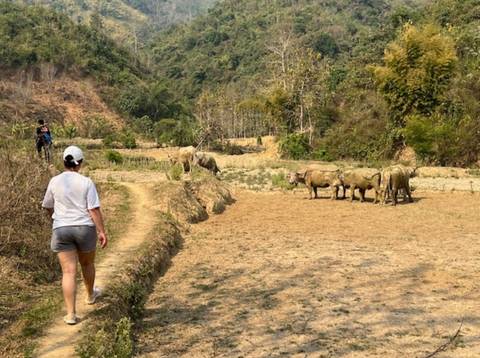Person walking through a field with grazing water buffalo.